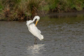 Grande Aigrette
