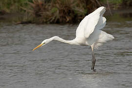 Grande Aigrette