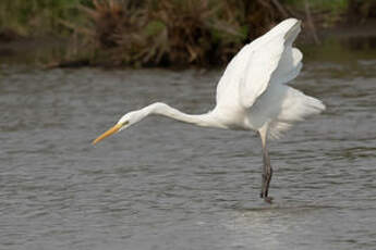 Grande Aigrette