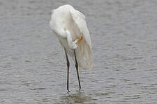 Grande Aigrette