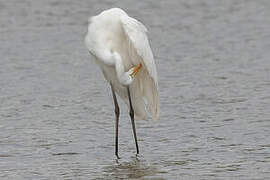Grande Aigrette