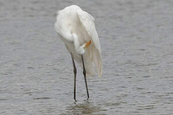 Grande Aigrette