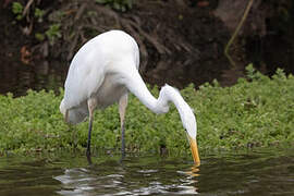 Grande Aigrette