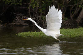 Grande Aigrette