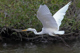 Grande Aigrette