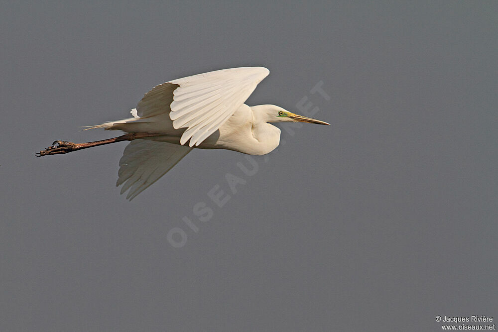 Great Egretadult post breeding, Flight