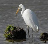 Grande Aigrette
