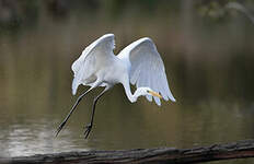 Grande Aigrette