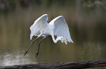 Grande Aigrette
