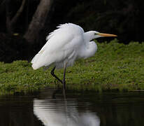 Grande Aigrette