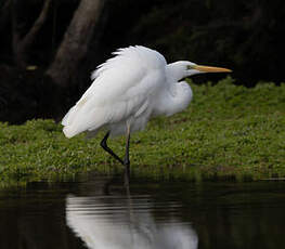 Grande Aigrette