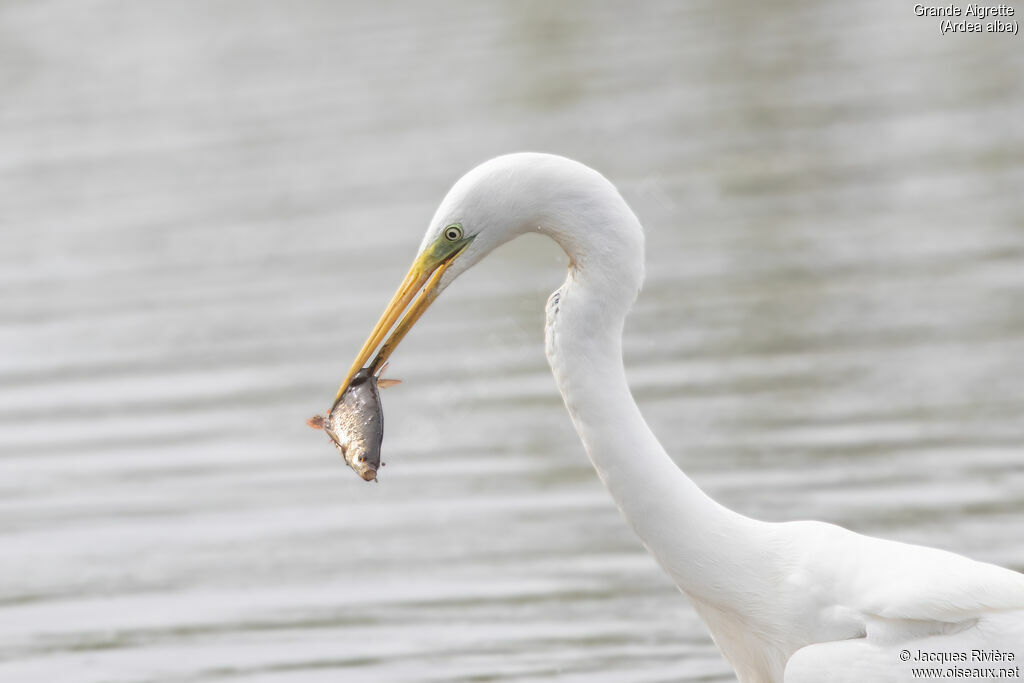 Grande Aigrette adulte, identification, pêche/chasse
