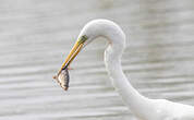 Grande Aigrette