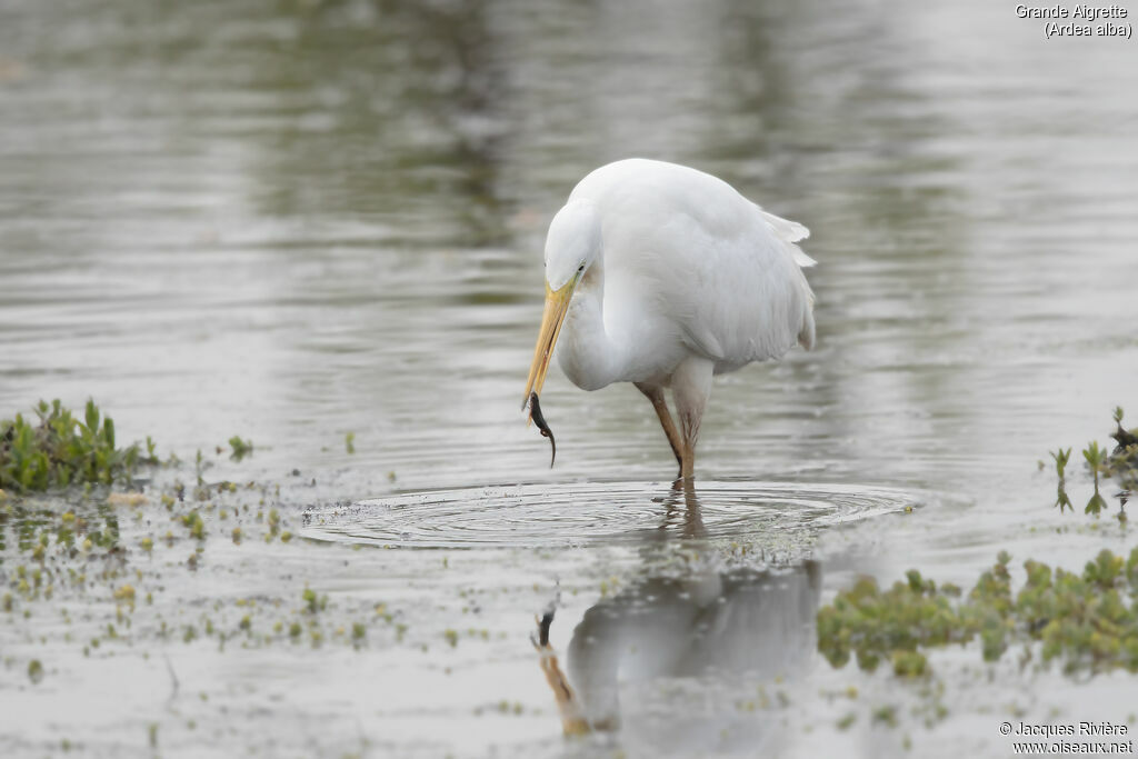Grande Aigrette adulte, identification, pêche/chasse