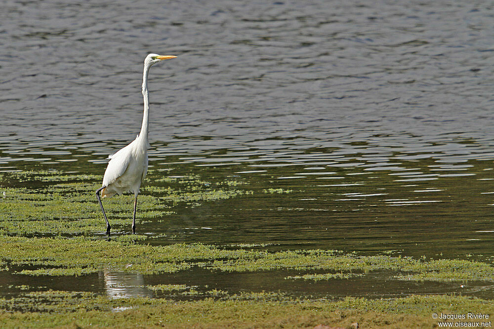 Great Egretadult post breeding