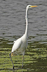 Grande Aigrette