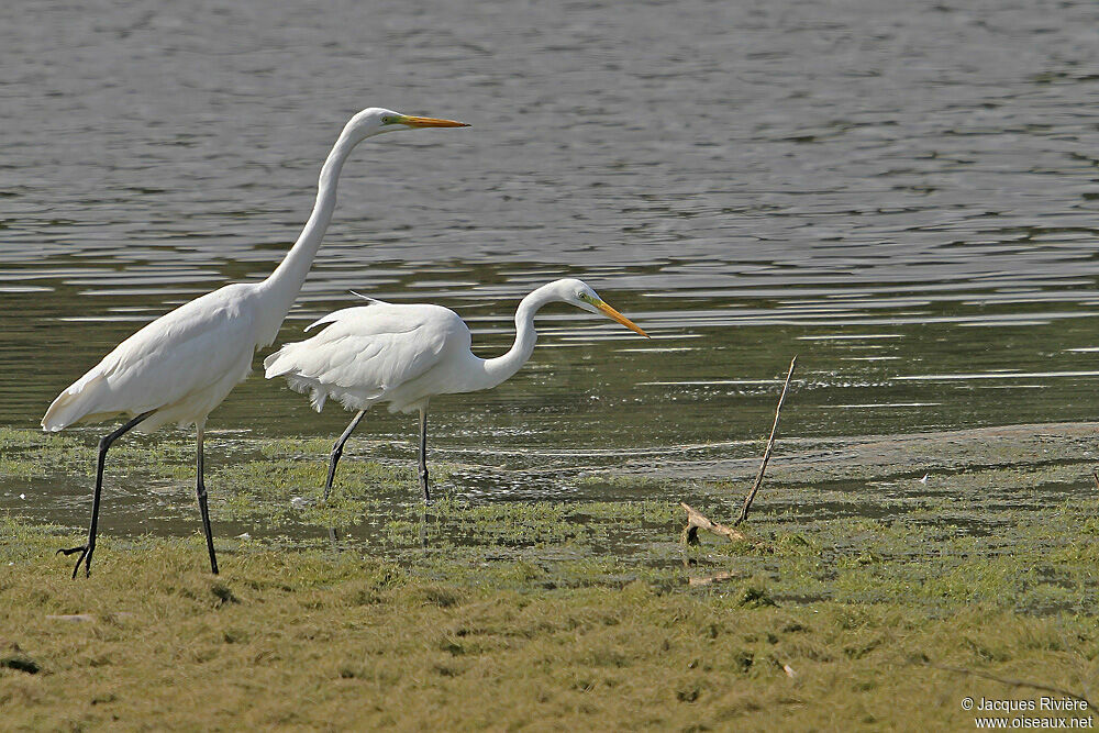 Grande Aigrette 