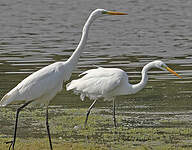 Grande Aigrette