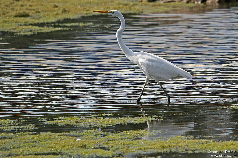 Great Egretadult post breeding