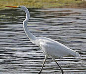 Grande Aigrette