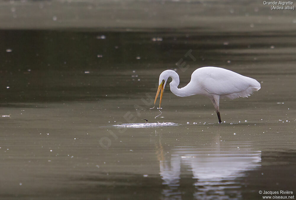 Great Egretadult breeding, identification, fishing/hunting