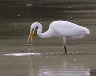 Grande Aigrette