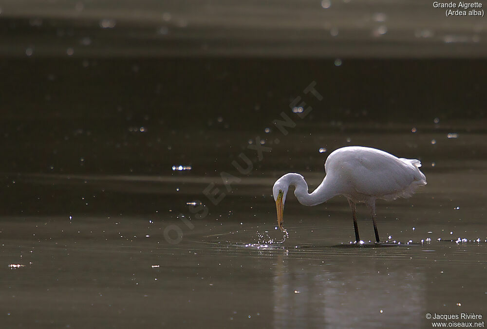 Great Egretadult breeding, identification, fishing/hunting