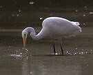 Grande Aigrette