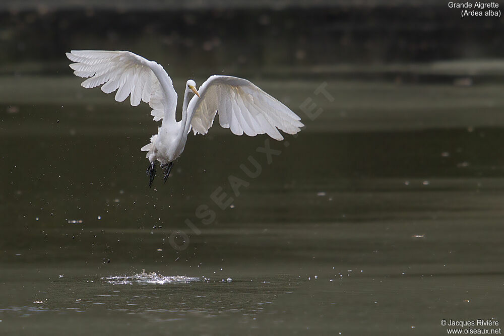 Great Egretadult breeding, Flight