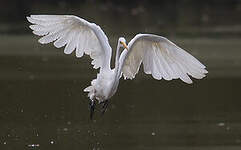 Grande Aigrette