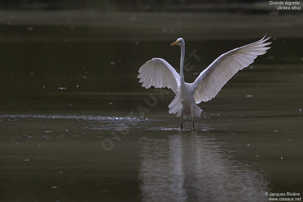 Great Egretadult breeding, identification