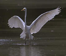 Grande Aigrette