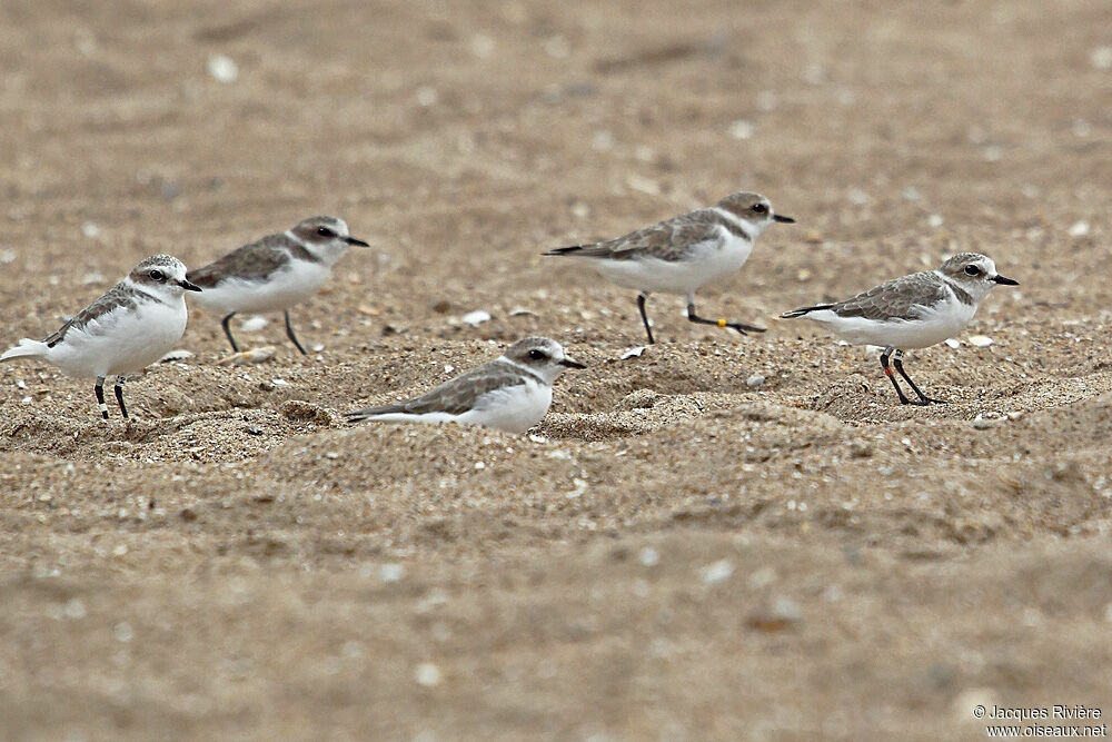 Gravelot à collier interrompuimmature