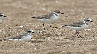 Kentish Plover