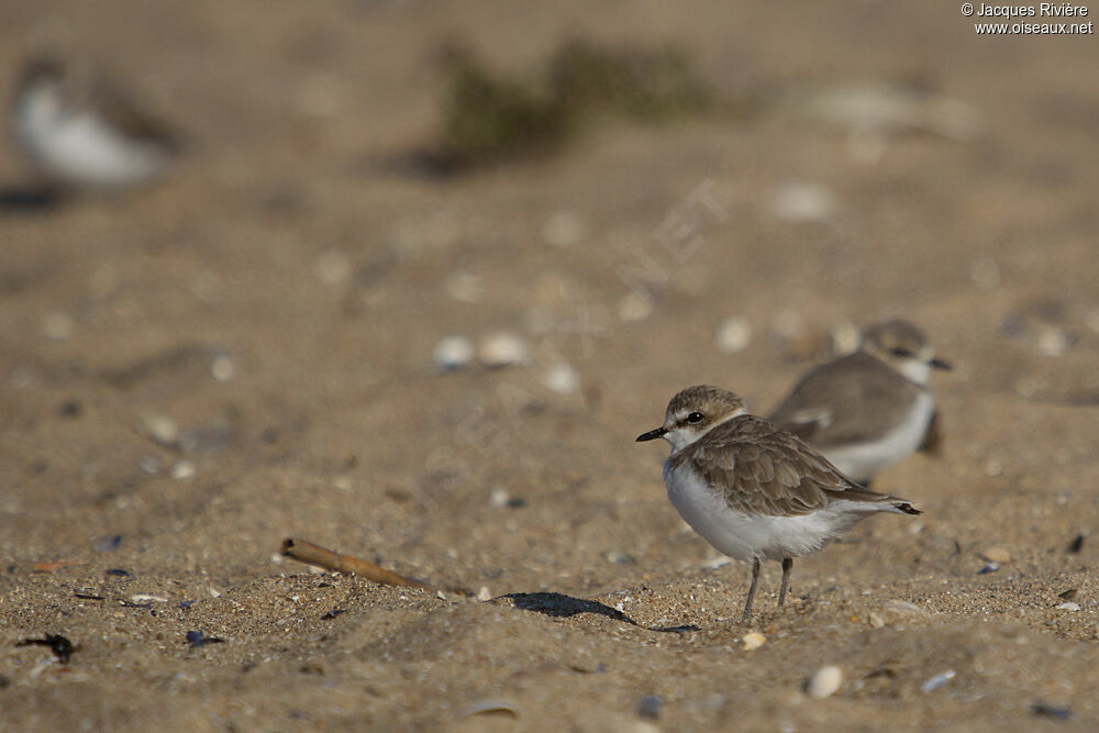 Kentish Plover