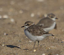 Kentish Plover