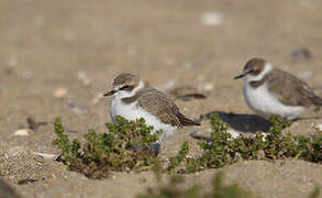 Kentish Plover