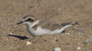 Kentish Plover