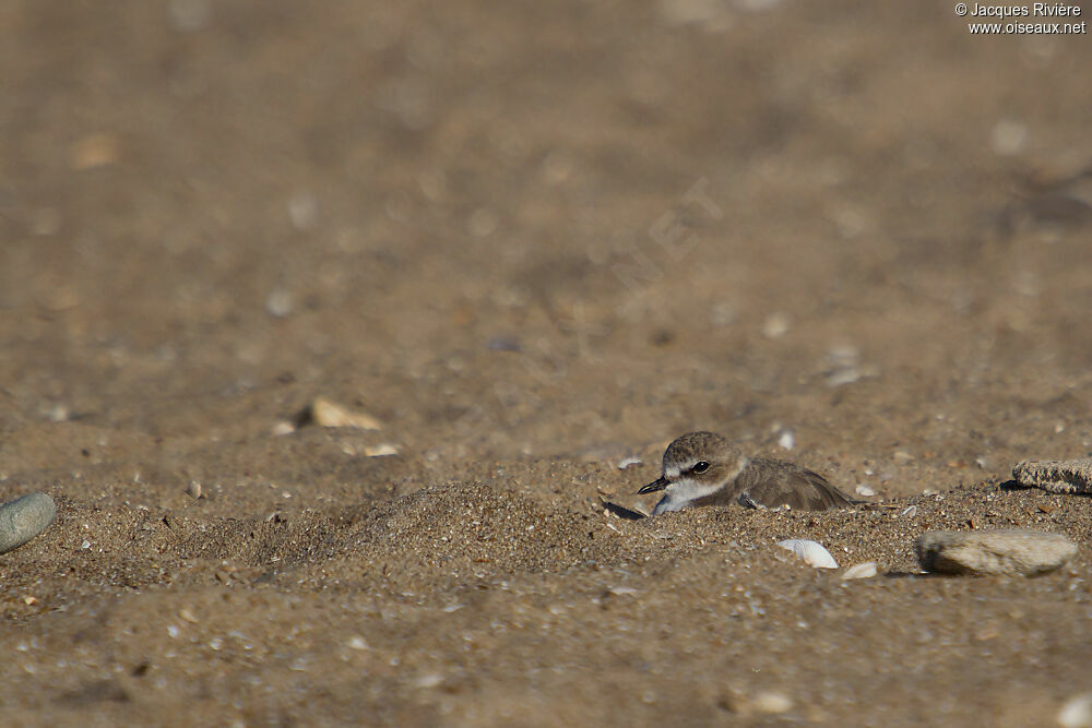 Gravelot à collier interrompu, Comportement