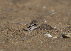 Kentish Plover