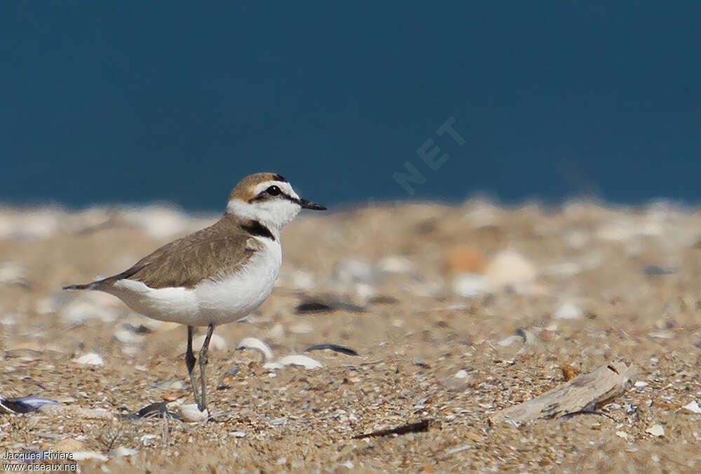 Kentish Plover male adult breeding, identification