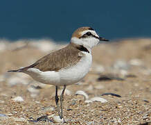 Kentish Plover