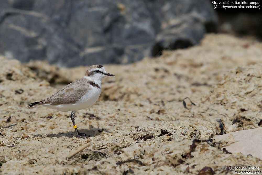 Kentish Plover male adult, identification