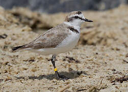 Kentish Plover