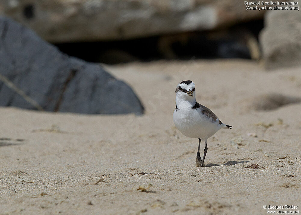 Kentish Plover male adult breeding, identification