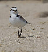 Kentish Plover