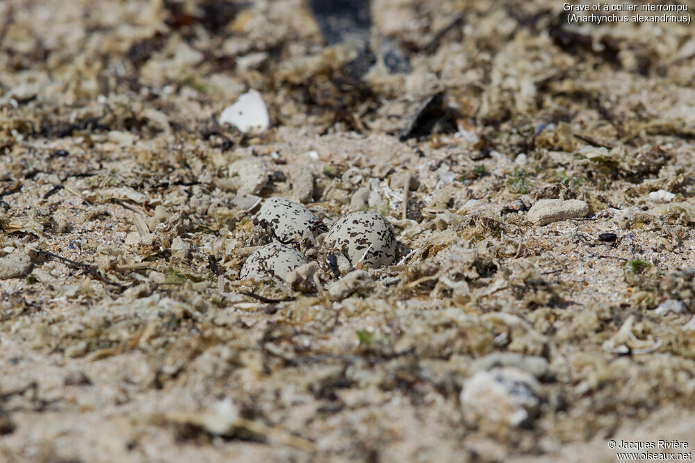 Kentish Plover, Reproduction-nesting