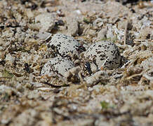 Kentish Plover