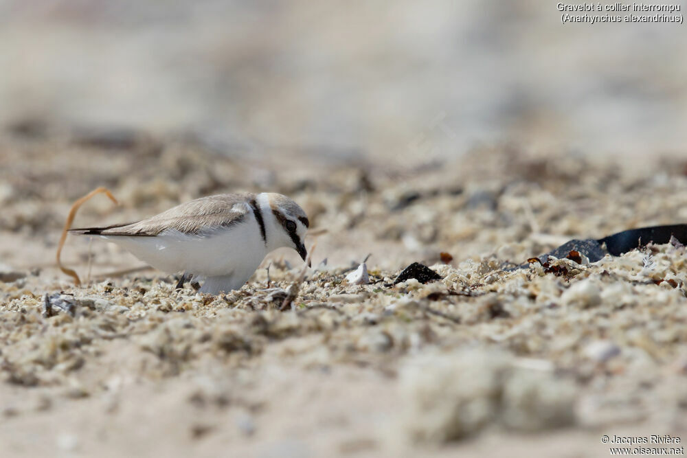 Gravelot à collier interrompu mâle adulte nuptial, identification