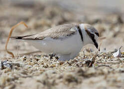 Kentish Plover